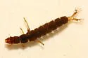 Diplectrona modesta
