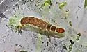 Diplectrona modesta - photo 5