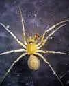 Diplocentria bidentata