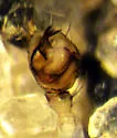 Diplocentria bidentata - photo 2