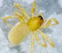 Diplocentria rectangulata