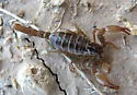 Diplocentrus peloncillensis