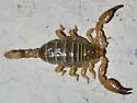 Diplocentrus spitzeri - photo 2