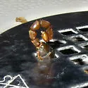 Diplocentrus spitzeri - photo 5