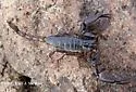Diplocentrus whitei