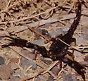 Diplocentrus whitei - photo 5
