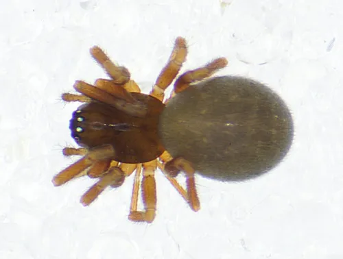 Diplocephalus latifrons