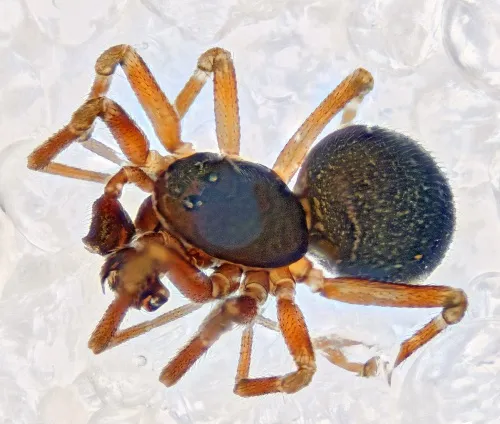 Diplocephalus latifrons - photo 2