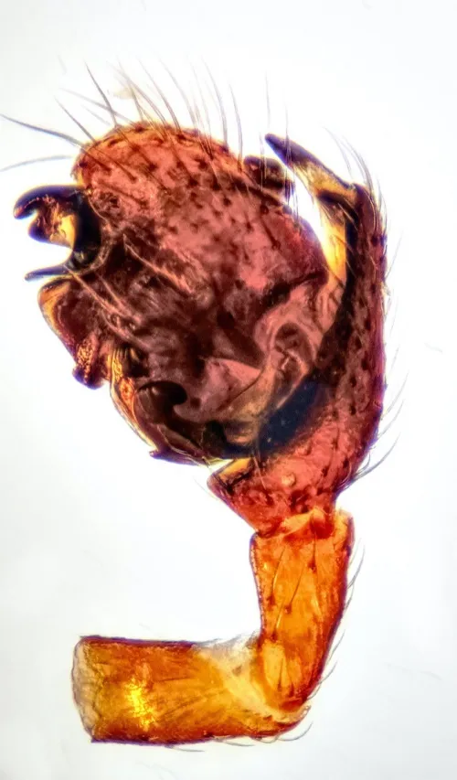 Diplocephalus latifrons - photo 3