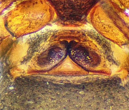 Diplocephalus latifrons - photo 4