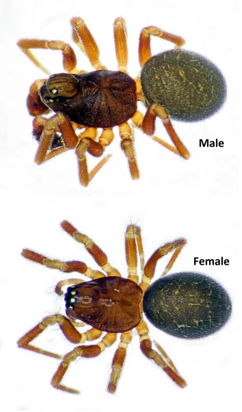 Diplocephalus latifrons - photo 8