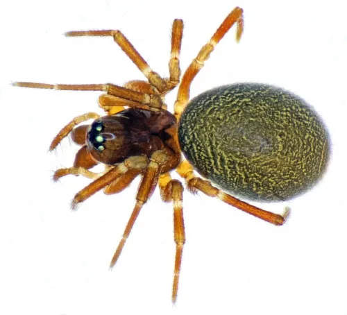 Diplocephalus permixtus