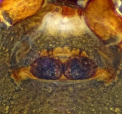 Diplocephalus permixtus - photo 2