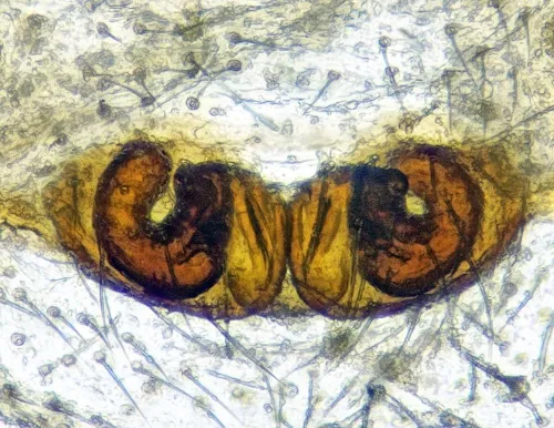 Diplocephalus permixtus - photo 3