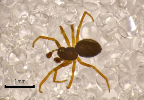 Diplocephalus picinus