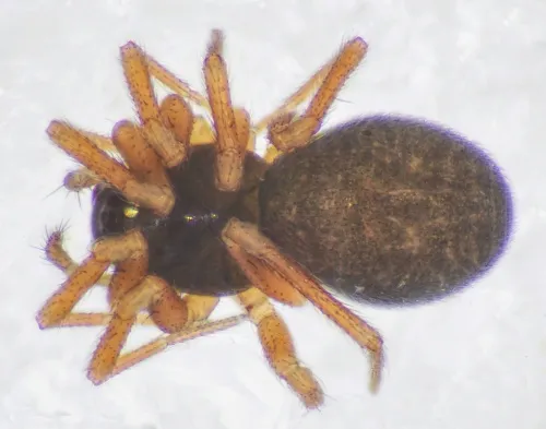 Diplocephalus picinus - photo 2