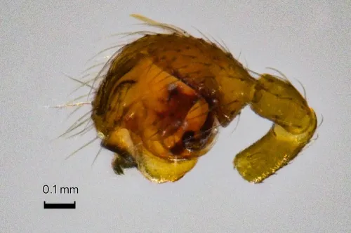 Diplocephalus picinus - photo 3