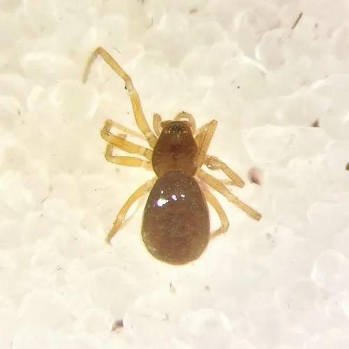 Diplocephalus subrostratus