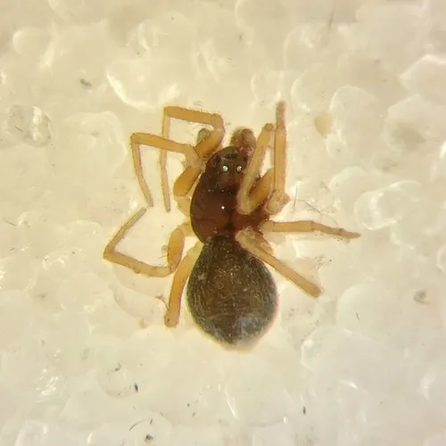 Diplocephalus subrostratus - photo 2