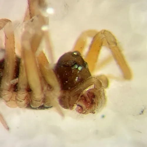 Diplocephalus subrostratus - photo 3