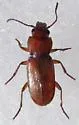 Diplochaetus planatus