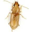 Diplochaetus rutilus - Diplochaetus rutilus