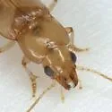 Diplochaetus rutilus - photo 2