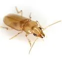 Diplochaetus rutilus - photo 3