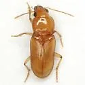 Diplochaetus rutilus - photo 4