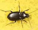 Diplocheila assimilis