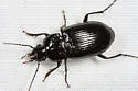 Diplocheila assimilis - photo 2