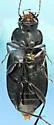 Diplocheila assimilis - photo 4