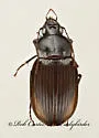 Diplocheila impressicollis - photo 5