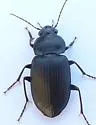 Diplocheila major