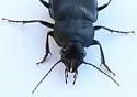 Diplocheila major - photo 2