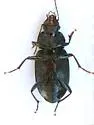 Diplocheila major - photo 3