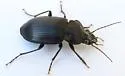 Diplocheila major - photo 4