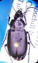 Diplocheila oregona