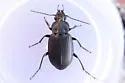 Diplocheila striatopunctata - photo 5