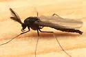Diplocladius cultriger