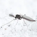 Diplocladius cultriger - photo 2