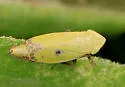 Diplocolenus abdominalis - photo 2
