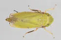 Diplocolenus abdominalis - photo 4