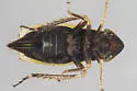 Diplocolenus abdominalis - photo 5