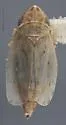 Diplocolenus aquilonius - photo 2