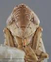 Diplocolenus aquilonius - photo 3