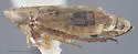 Diplocolenus brevior - Diplocolenus brevior