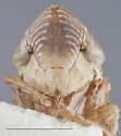 Diplocolenus brevior - photo 3