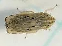 Diplocolenus configuratus - photo 2