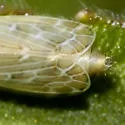Diplocolenus configuratus - photo 4